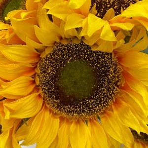 Sunflowers 🌻🌻🌻